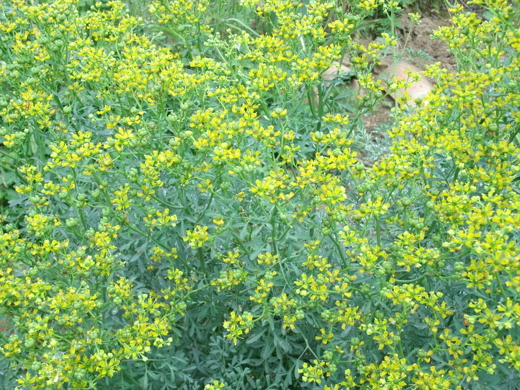 Résultat de recherche d'images pour "plante rue officinale"